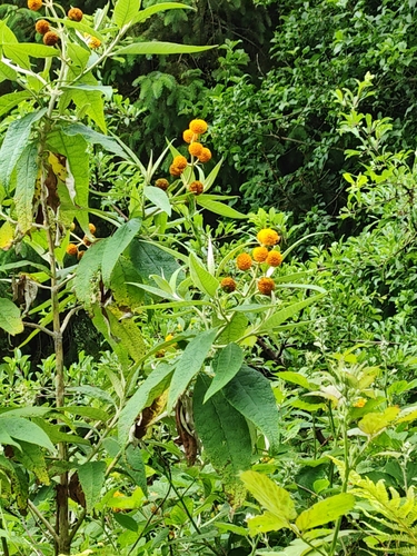 Orange-ball tree