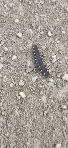 European Glow-worm