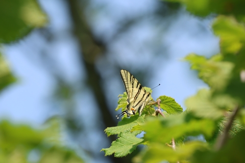 Scarce Swallowtail