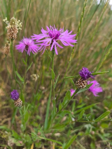 Brown Knapweed