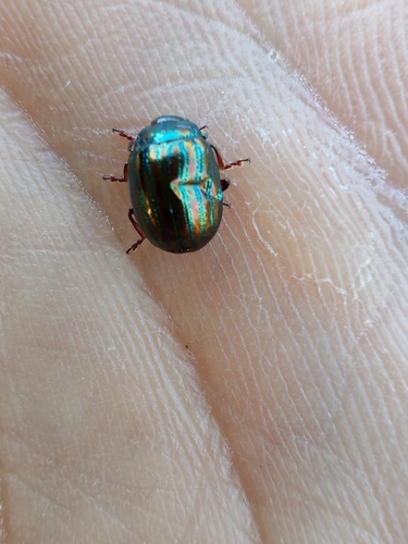 Rosemary Beetle