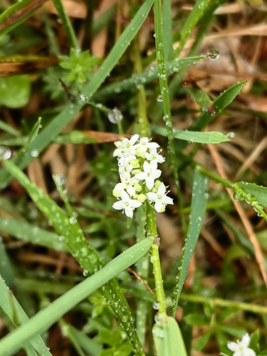 Heath Bedstraw