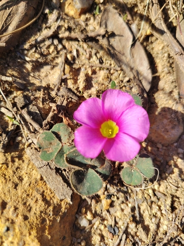 Purple woodsorrel
