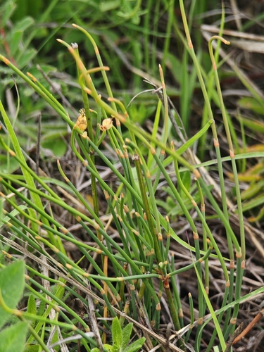European Ephedra