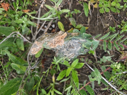 Acronicta geographica