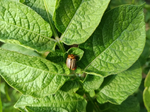 Colorado Potato Beetle