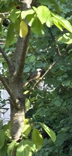 Common Redstart