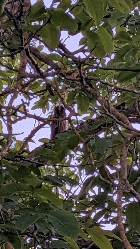 Long-eared Owl