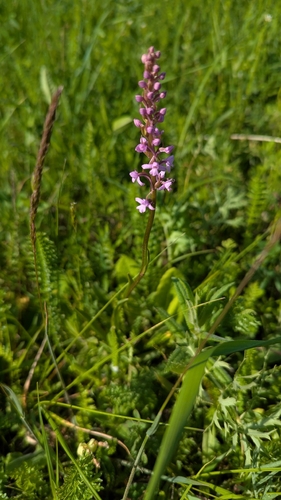 Fragrant Orchid