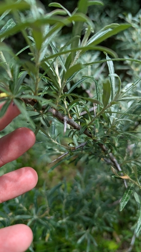 Sea-buckthorn