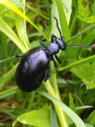 Violet Oil Beetle