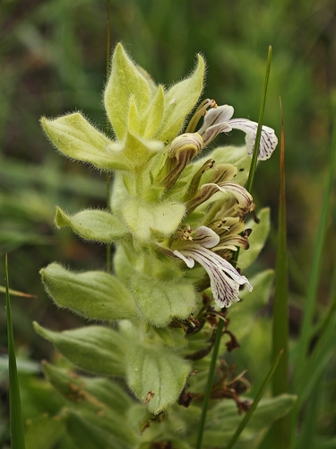 Ajuga laxmannii