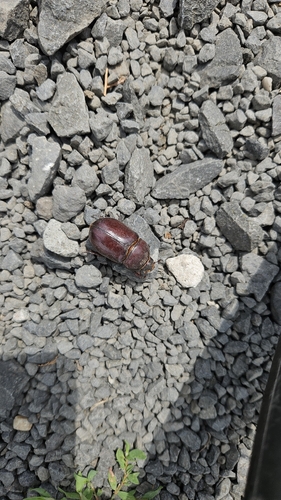 European Rhinoceros Beetle