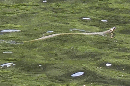 grass snake