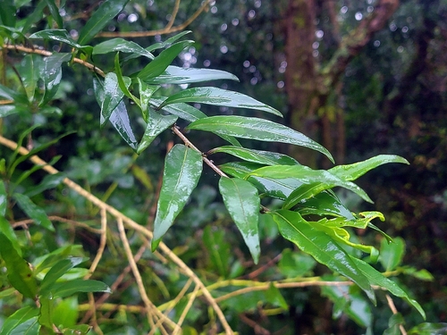 Cestrum euanthes