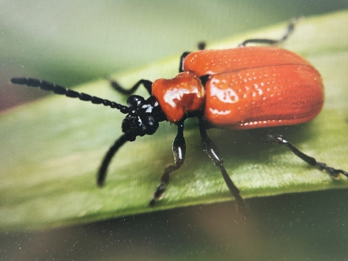 Lily Leaf Beetle
