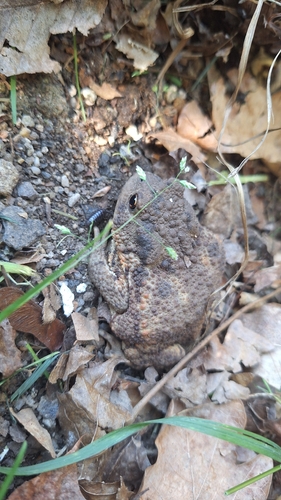 European Toad