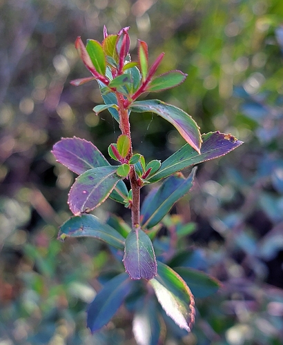 Escallonia megapotamica