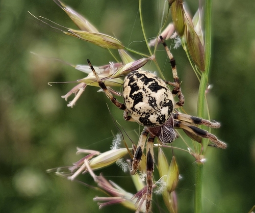 Furrow Orbweaver