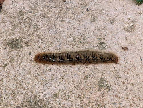 Oak Eggar