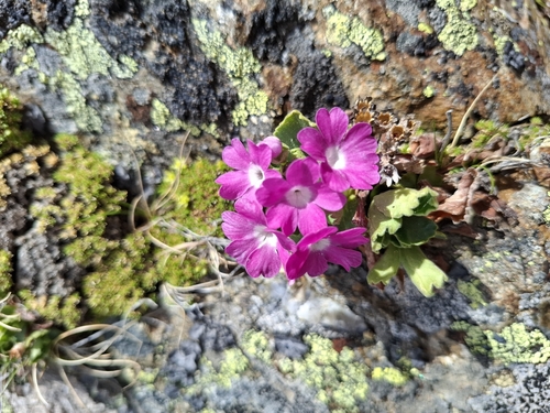 Hairy Primrose
