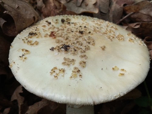 Amanita franchetii lactella