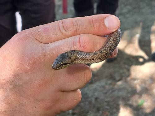 Smooth Snake