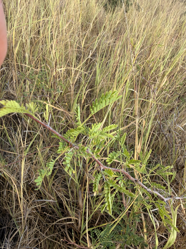 Sweet acacia