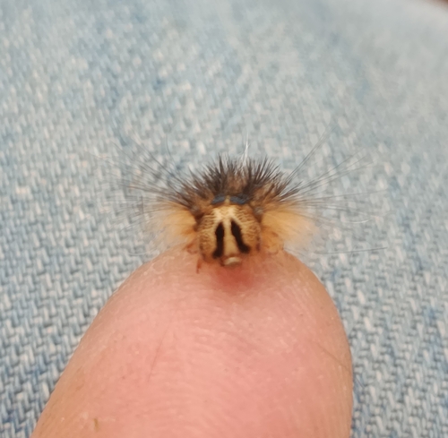Spongy Moth
