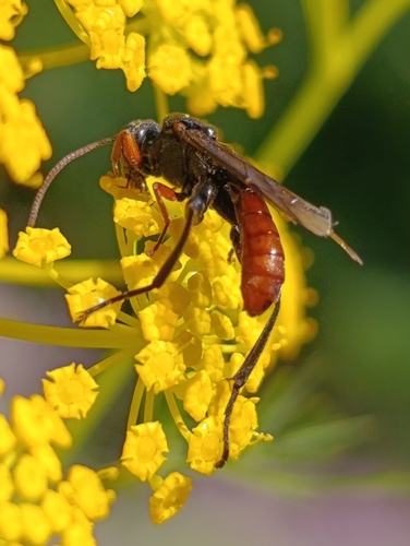 Phaenolobus fulvicornis