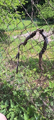 Aesculapian Snake