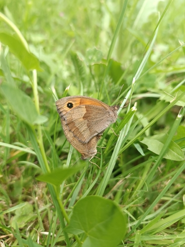 Meadow Brown