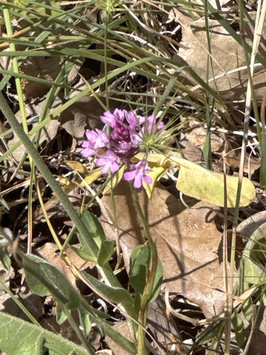 pyramidal orchid