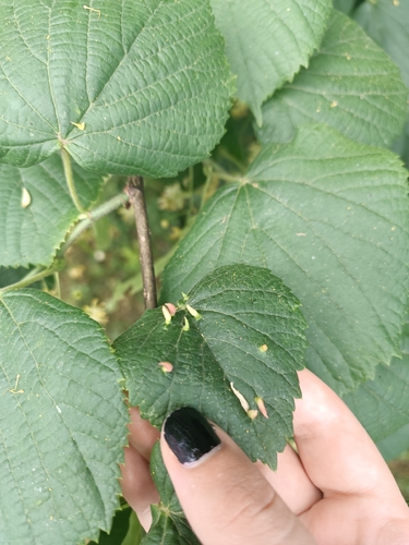Red Nail Gall Mite