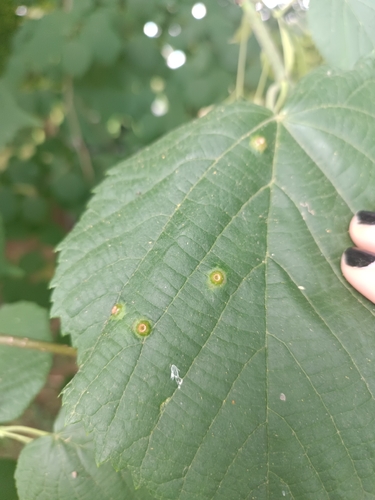 Linden gall midge