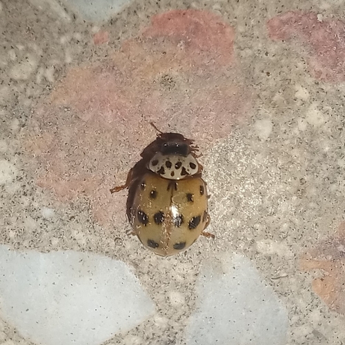 Adalia bipunctata revelierei