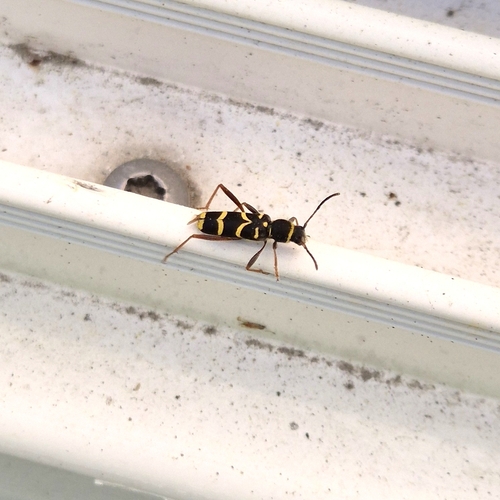Wasp Beetle