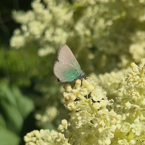 Green Hairstreak