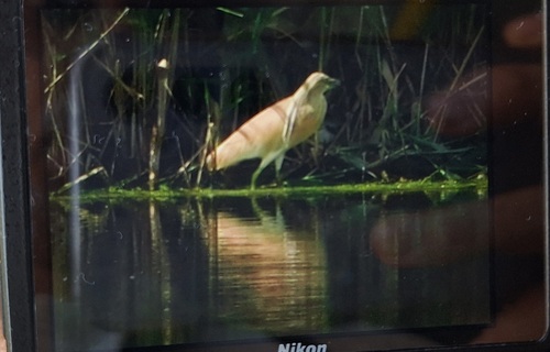 Squacco Heron