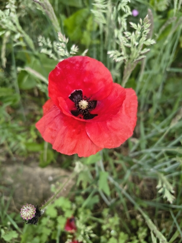 common poppy