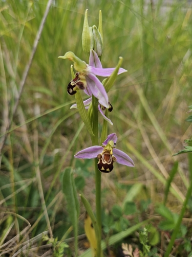 Bee Orchid