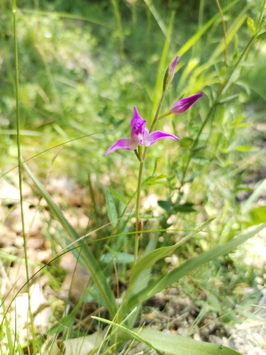 Red Helleborine