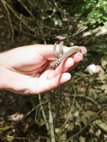 grass snake