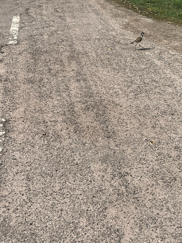 Red-wattled Lapwing