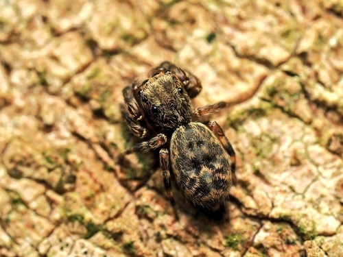 Laufeia sasakii