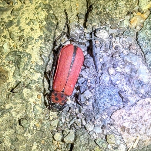 Red Longicorn Beetle
