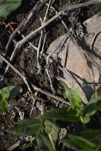 Spiny Toad