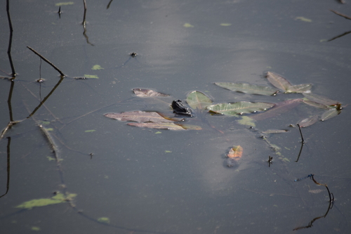 Iberian Green Frog