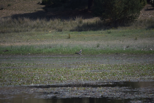 Mallard