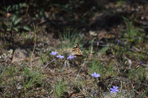 Painted Lady